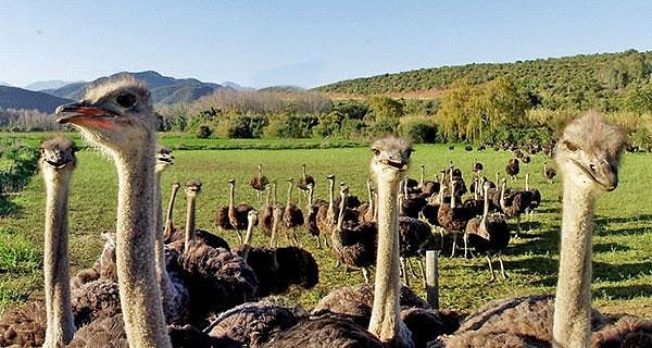 Safari Ostrich Farm – Oudtshoorn